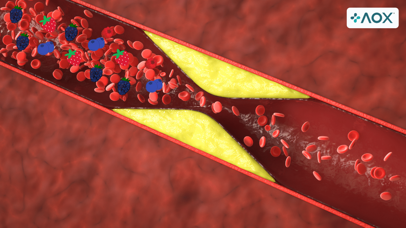 Illustration of an artery with plaque buildup and antioxidants, represented by berries, actively supporting blood flow. The AOX logo in the corner emphasizes the role of antioxidants in managing atherosclerosis naturally.